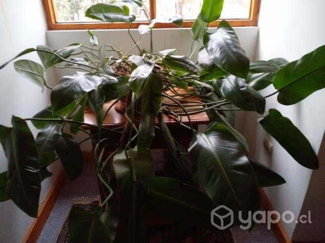 Hermosas, grandes plantas de interior y exterior - Imagen 4