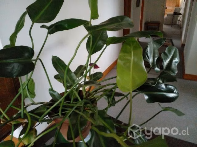 Hermosas, grandes plantas de interior y exterior - Imagen 2