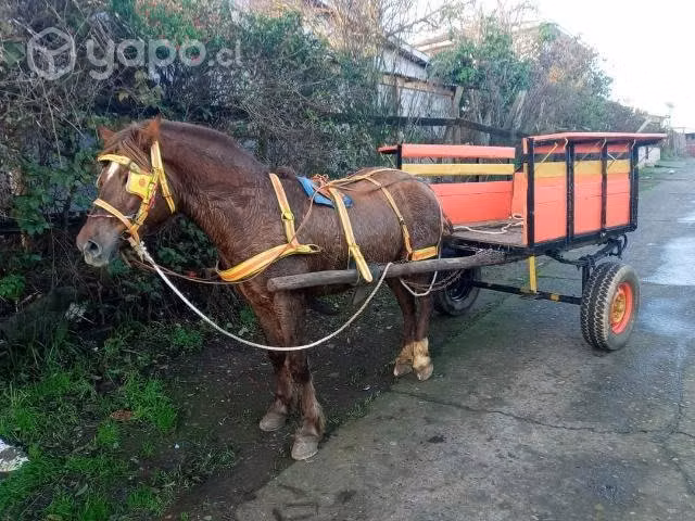 Yegua de trabajo