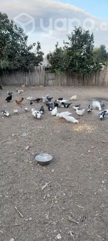 Patos y patas