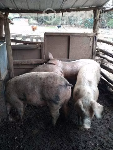 Chanchos / chanchas