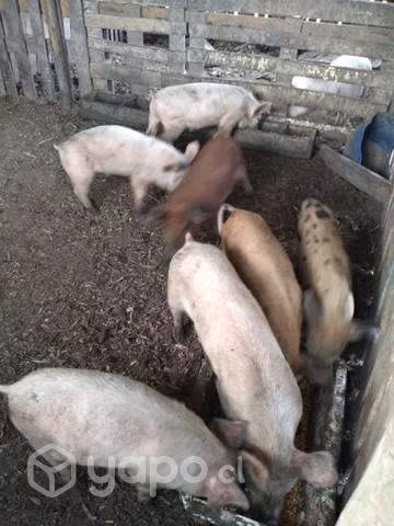 Chanchos / chanchas - Imagen 4