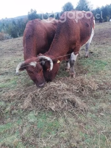 Yunta de bueyes - Imagen 2