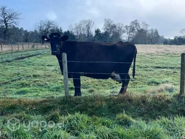 Vaca gorda
