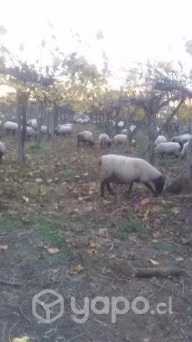 Ovejas preñadas