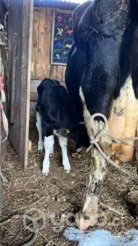 Vaca + 2 terneritos
