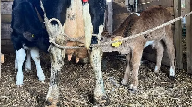 Vaca + 2 terneritos