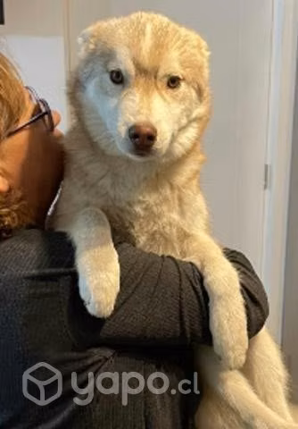 Siberianos inscritos