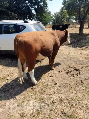 Torito herefor vacas clavel preñadas Los Angeles