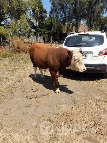 Torito herefor vacas clavel preñadas Los Angeles