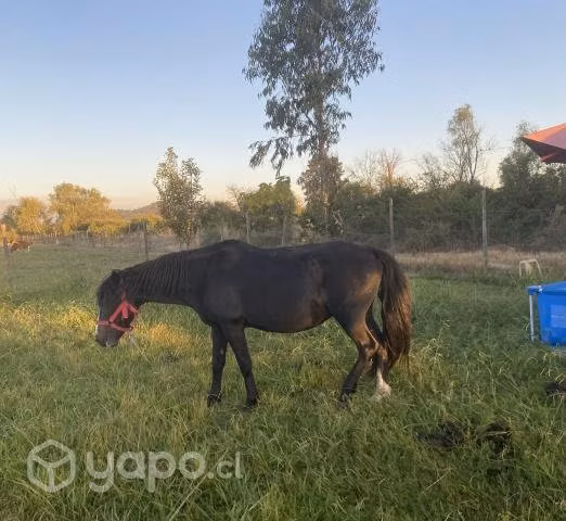 Yegua de 10 años