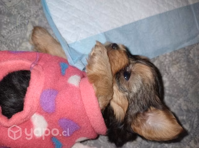 Accesorios ropita cachorritos Yorkshire 2 meses
