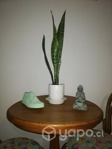 Plantas