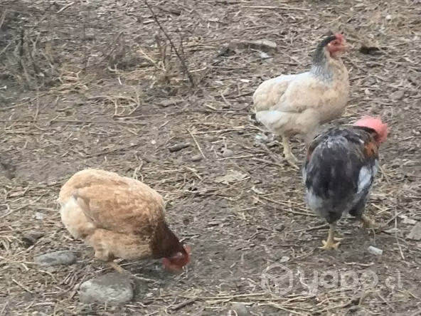 Gallinas trintres y colloncas - Imagen 3