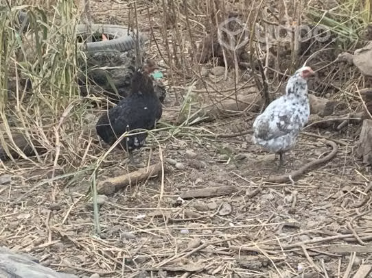 Gallinas trintres y colloncas - Imagen 2
