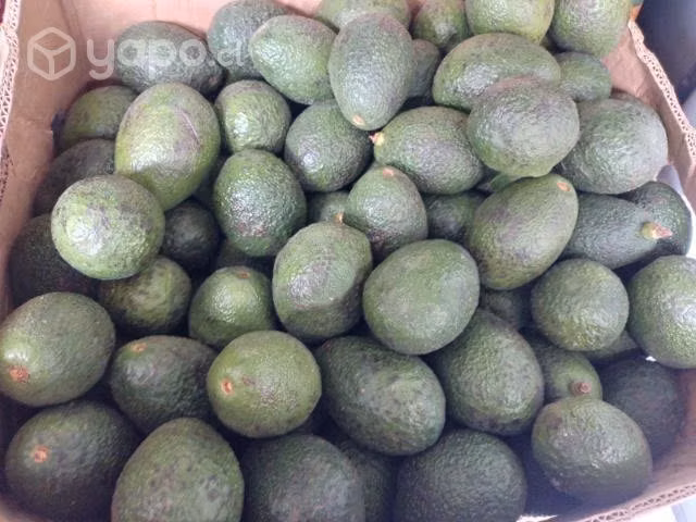 Palta Hass chilena - Imagen 2