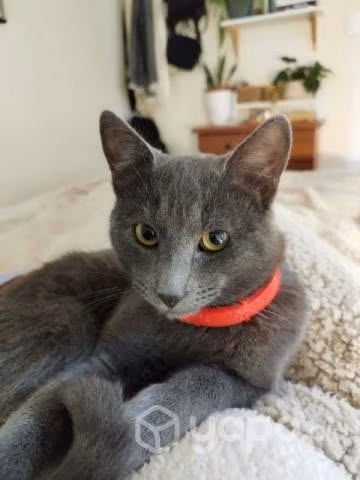 Bello gatito gris regalón en adopción
