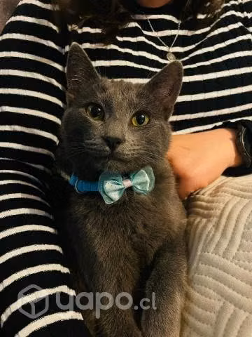 Bello gatito gris regalón en adopción
