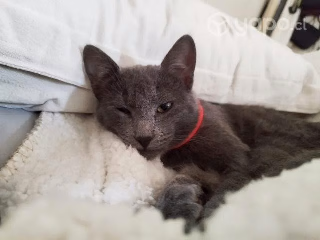 Bello gatito gris regalón en adopción