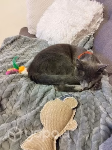 Bello gatito gris regalón en adopción
