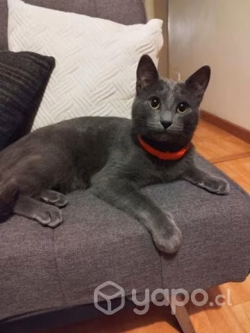 Bello gatito gris regalón en adopción