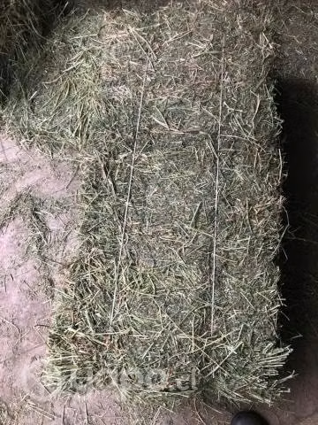 Fardos de alfalfa 4to corte
