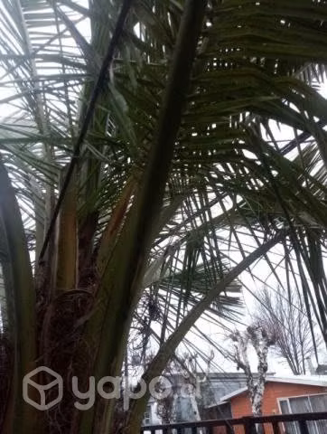 Jubaea chilensis 3 metros app. 30 años. Palma chil