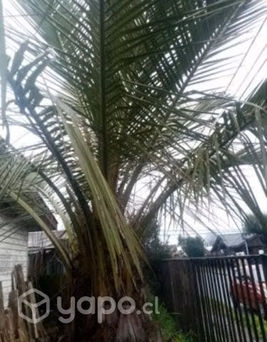 Jubaea chilensis 3 metros app. 30 años. Palma chil