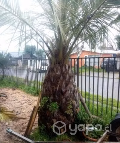 Jubaea chilensis 3 metros app. 30 años. Palma chil