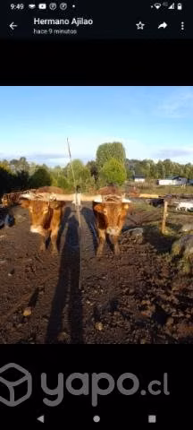 Yunta de bueyes - Imagen 2