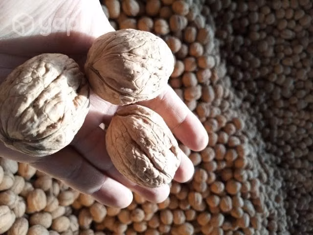 Nueces con cascara chandler