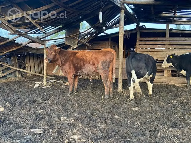 Novillos para engordar