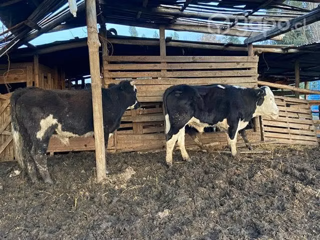Novillos para engordar
