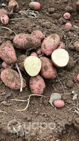 Papas sureñas