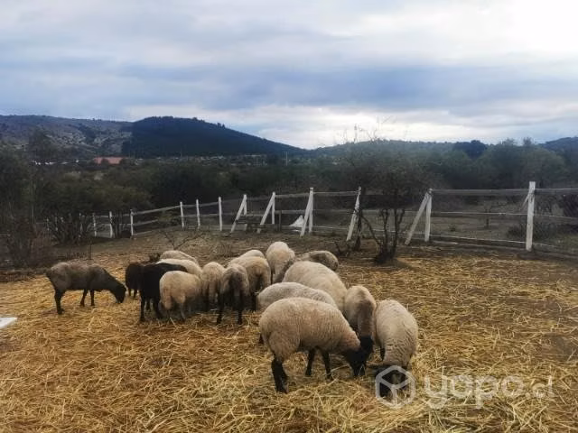 Corderos y borregas