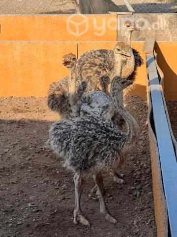 Avestruces desde los 2 meses