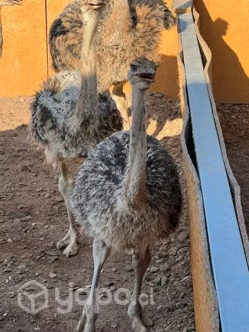 Avestruces desde los 2 meses