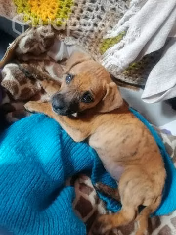 Adopta a un cachorro