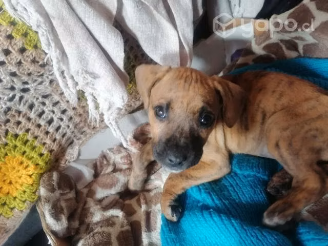 Adopta a un cachorro