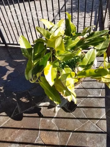 Philodendro longifolia