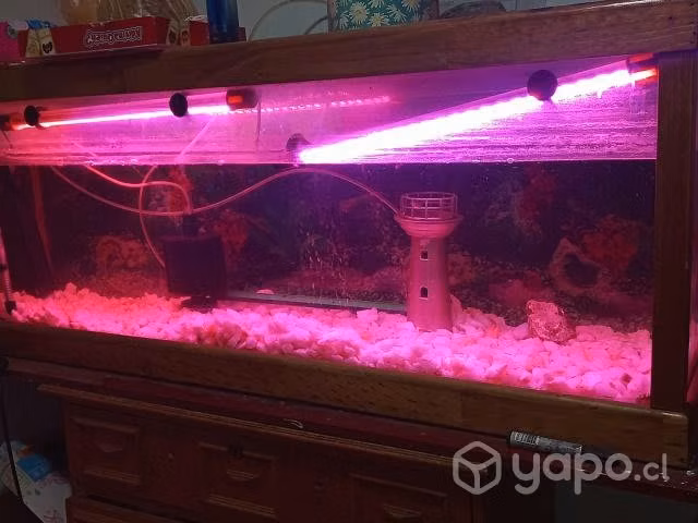 Acuario completo - Imagen 4