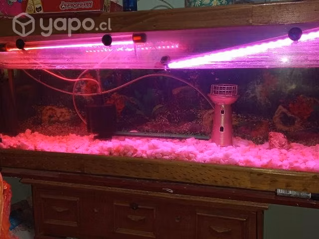 Acuario completo - Imagen 6