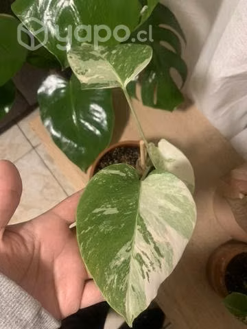 Monstera variegada