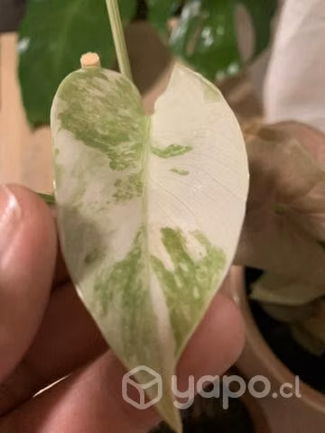 Monstera variegada