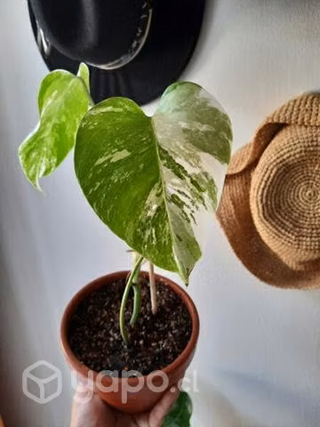 Monstera variegada