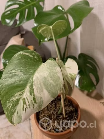 Monstera variegada