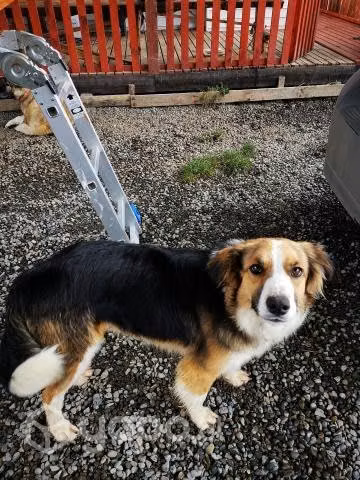 Se regala perrito
