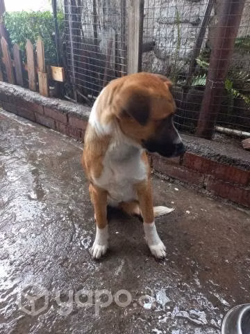 Regalo perrita hermosa