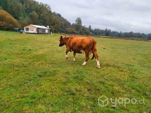 Vaca - Imagen 2