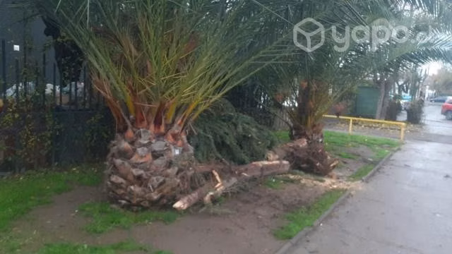 Palmera